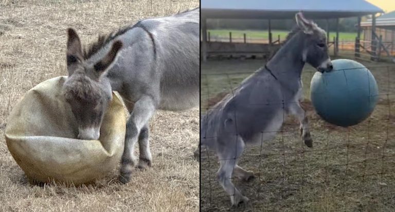 After His Beloved Yoga Ball Deflates, Downhearted Donkey Now Has Dozens of Donated Balls from Canadians