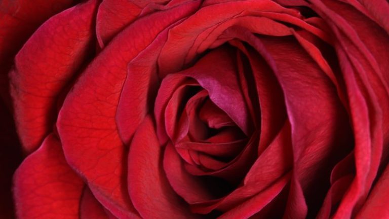 Texas is second-most expensive state for Valentine’s Day roses, data shows