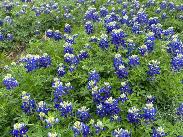 Bluebonnets make first appearance in Central Texas