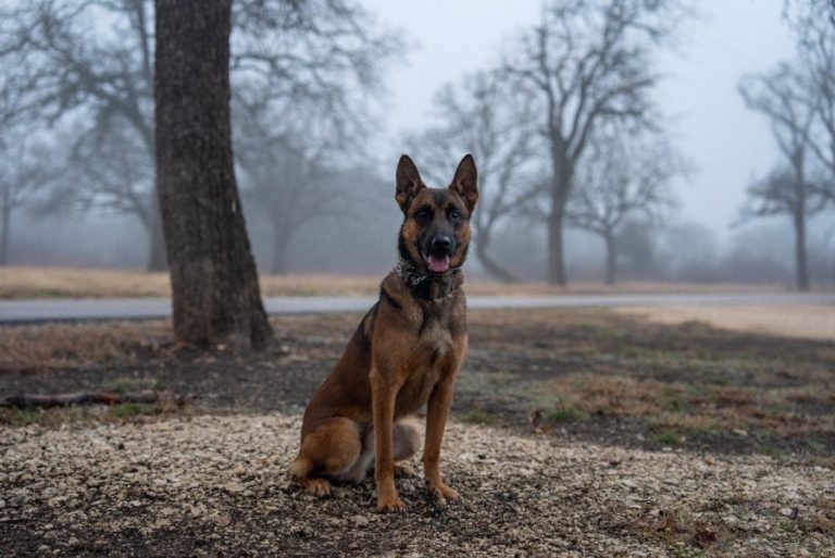 Meet Magnum: Texas DPS adds new K-9 to Executive Protection Bureau