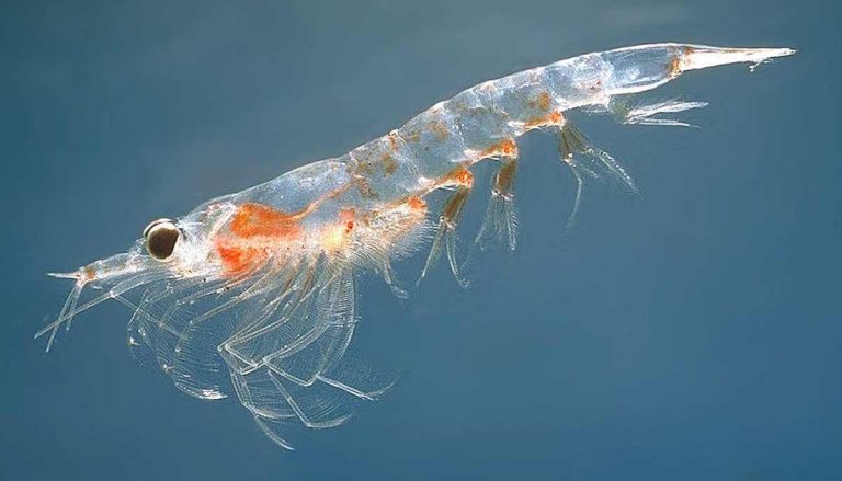 Scientists Unite to Count Tiny Krill from Space to Inform Climate Change and Fishing Regulations