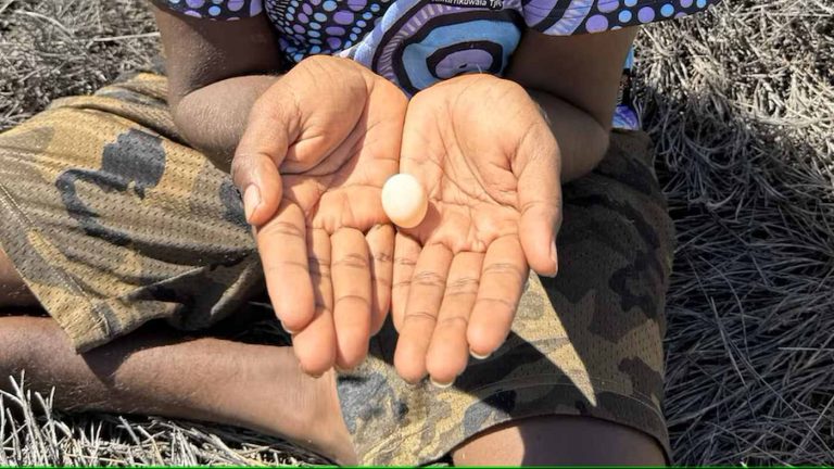 Second-Ever Elusive Night Parrot Egg Discovered in Australia Where it Had Been ‘Extinct’ for 100 Years