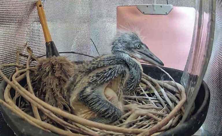 Japanese Team Saves Nearly-Extinct Herons by Hand-Rearing Chicks