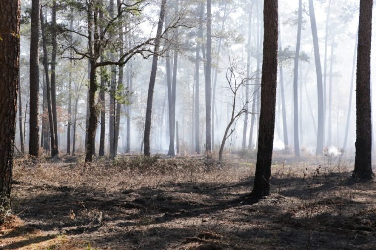 Texas A&M Forest Service awards nearly $1M to landowners for prescribed fire