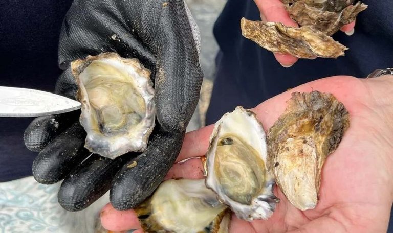 Oysters Carry Protein That Kills Bacteria Behind Pneumonia, Strep Throat, and Scarlet Fever: Study