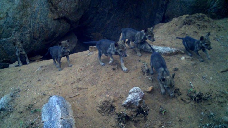 Indian Park Littered with Newborn Wolf Pups Marking Steady Population Growth for Endangered Subspecies