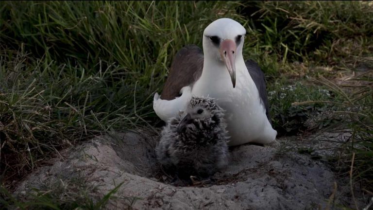 World’s Oldest Bird Gives Birth to Yet Another Chick–at Nearly 74 Years Old