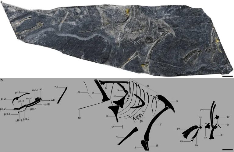 Chinese Scientists Discover Oldest Bird Fossils, Rewrite History of Avian Evolution