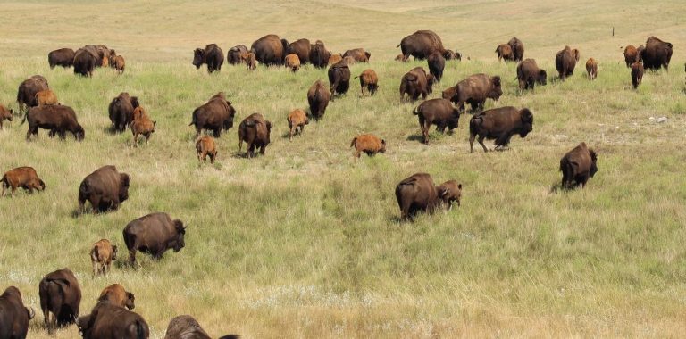 Tribal Bison Ranchers Return Thousands of Animals to Native Lands and Witness an Ecosystem Rejuvinate