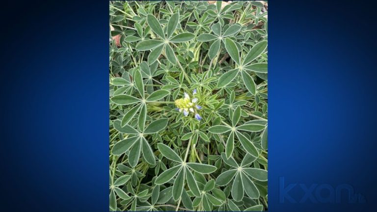 Could arctic cold front in Texas impact bluebonnet blooms?