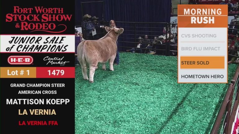 Fort Worth Stock Show & Rodeo grand champion steer ‘Alley Cat’ sells for $375K