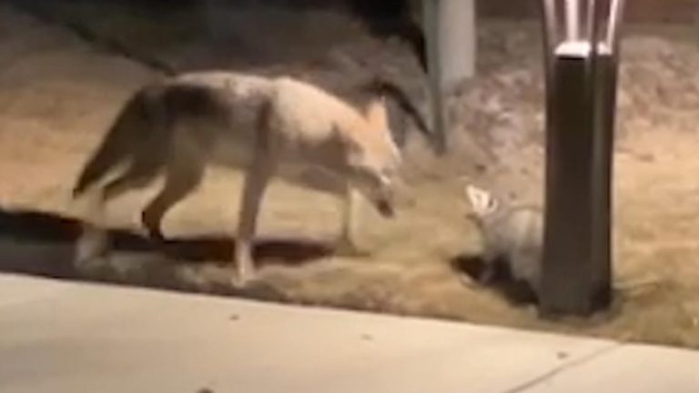 Opossum stands its ground against coyote in wild North Dallas encounter