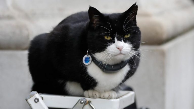 It’s the ‘purr-fect’ job. Britain’s top feline diplomat comes out of retirement