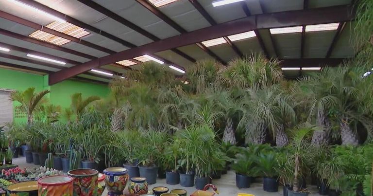 One North Texas business is sweating to save the palm trees amid latest arctic blast