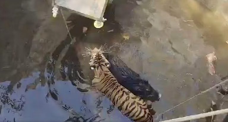 Amid Great Chase, Tiger and Boar Call a Truce After Falling into Well and Waiting for Rescuers